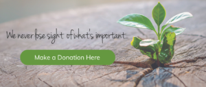 An image of a seedling growing from a tree stump with the words we never lose sight of what's important above a make a donation button